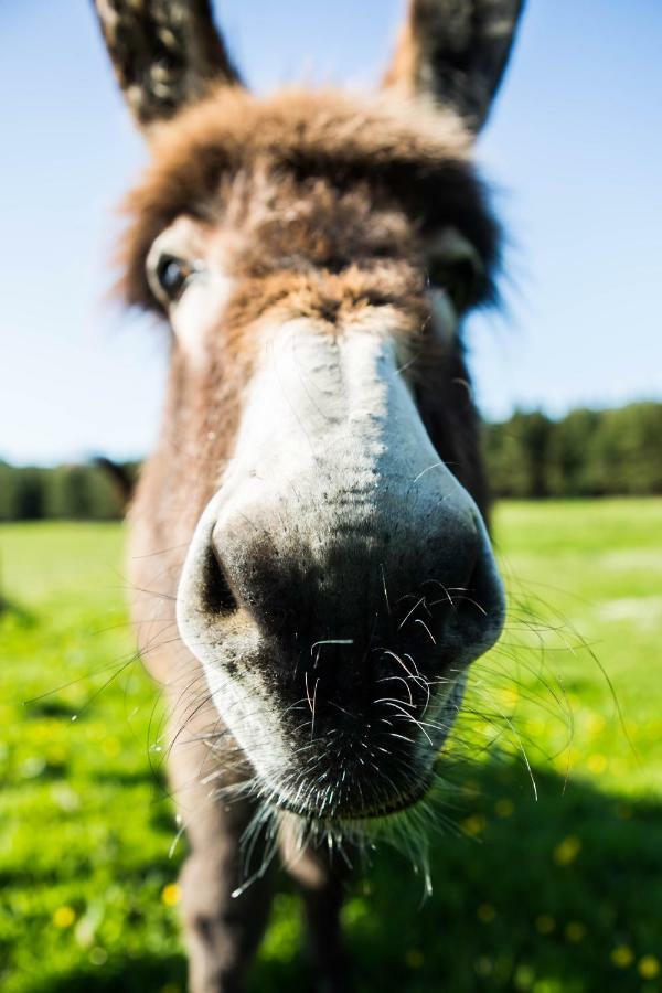 Clissmann Horse Caravans Glamping Rathdrum Eksteriør billede