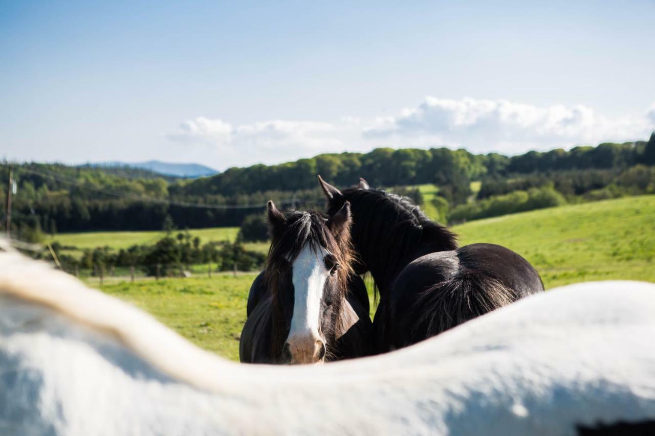 Clissmann Horse Caravans Glamping Rathdrum Eksteriør billede
